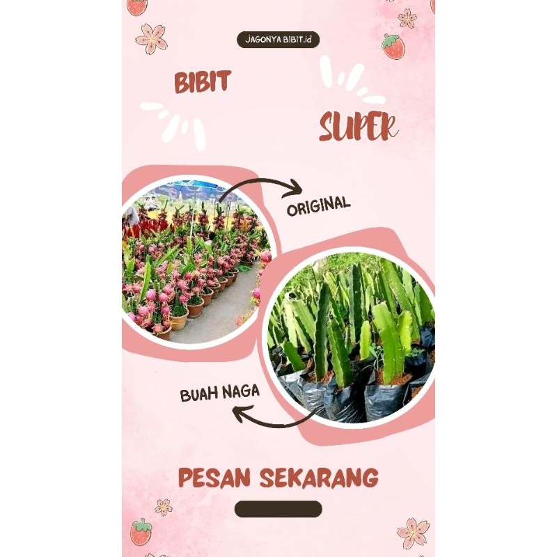 

BUAH NAGA SUPER BEBAS PILIH WARNA BELI (5 FREE 1)