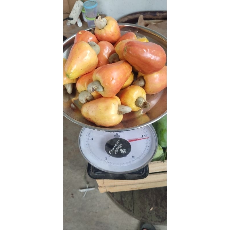 

jambu mede / buah langka per 1kg