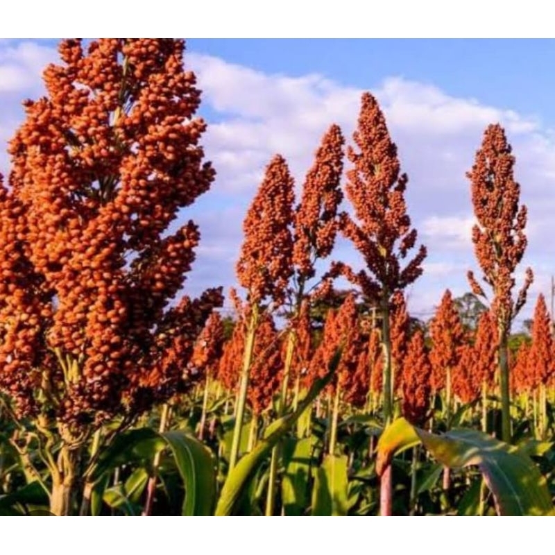 BIJI BENIH SORGUM MERAH BIOGUMA UNGGUL