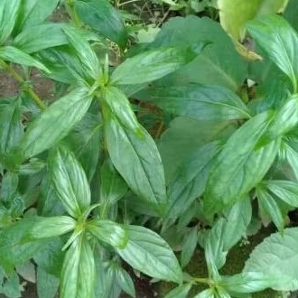 

daun kersen segar langsung di petik saat ada orderan