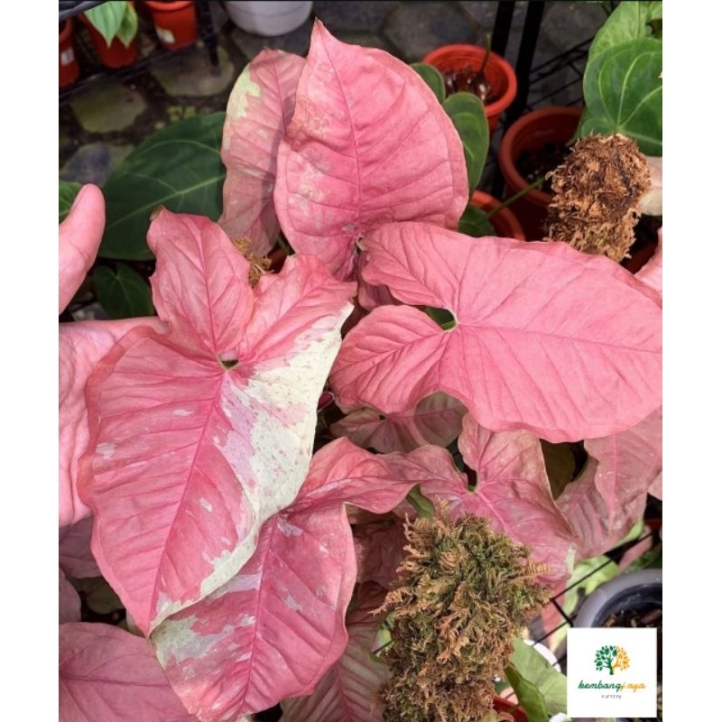 Syngonium Pink Candy - tanaman hias hidup syngonium pink candy