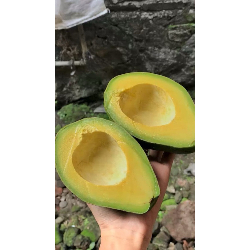 

buah alpukat mentega frash segar 1kg isi 3-4