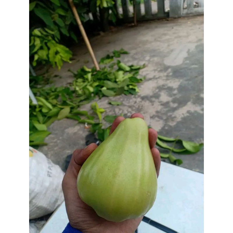 Bibit Jambu Salju