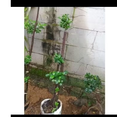 Bonsai beringin Korea dolar