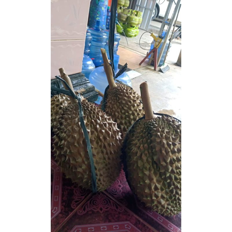

Durian Deren Super Besar Berat 5 - 6 Kg Murah Asli Banyumas Segar Manis