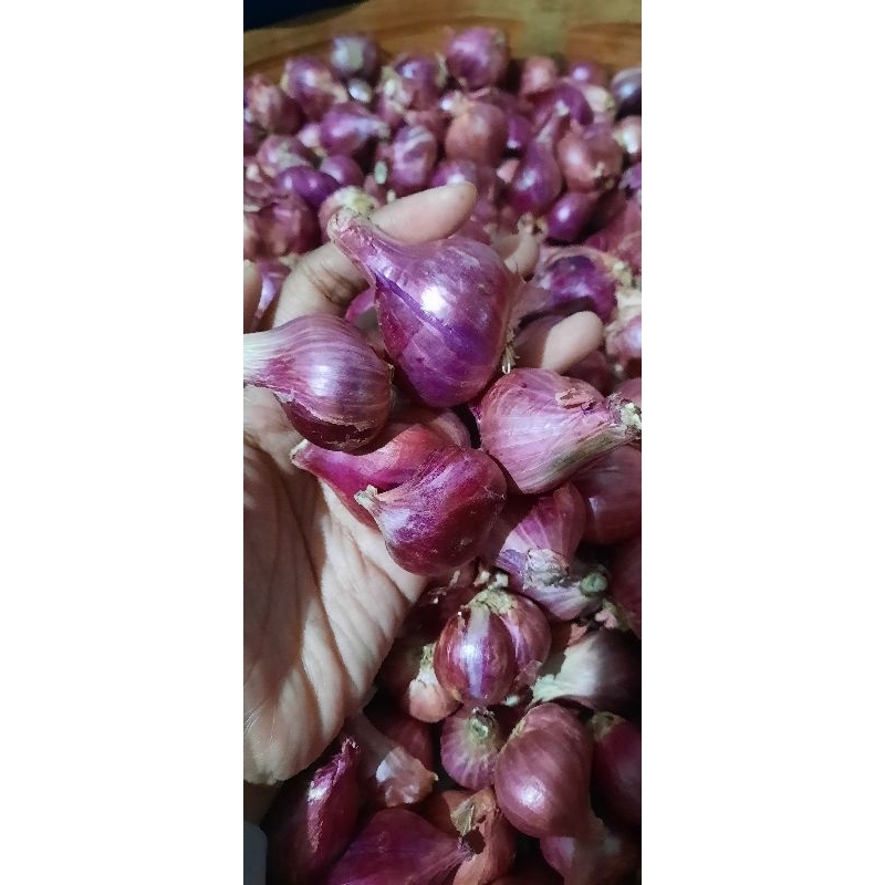 

Bawang merah brebes pilihan
