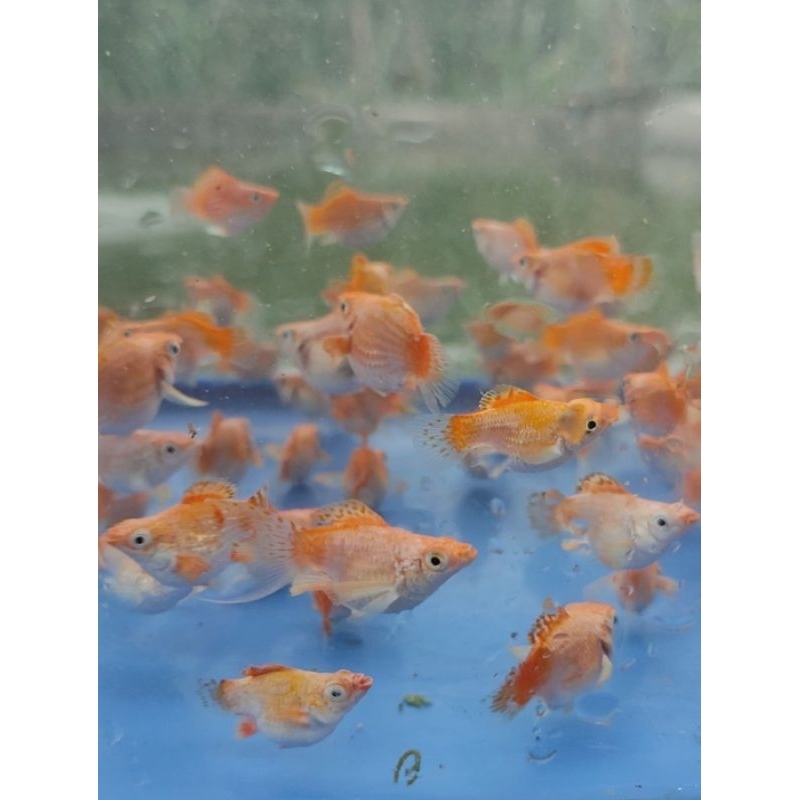 Molly merpati thailand