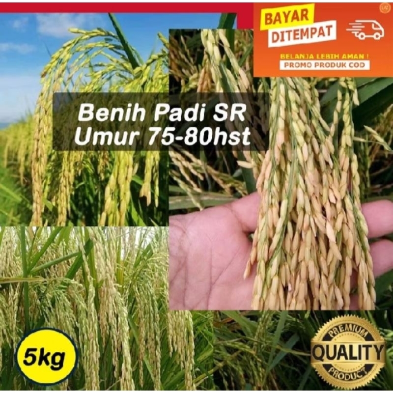 BENIH PADI SR GENJAH KEMASAN 5KG