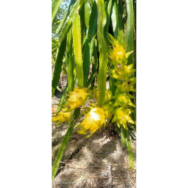 bibit buah naga isis gold / bibit golden isis / bibit buah naga