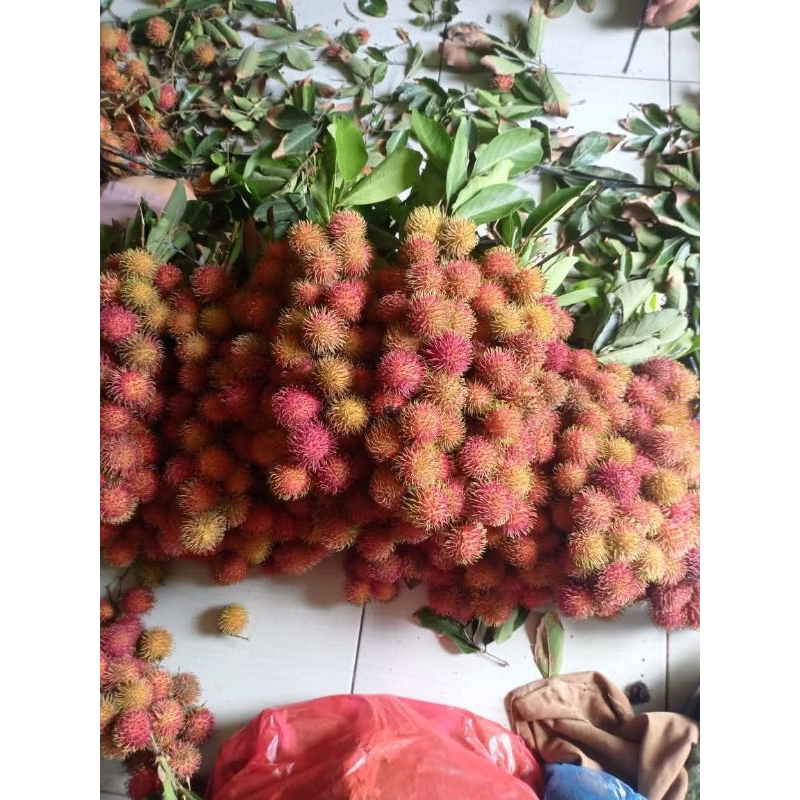 

Rambutan Ace Binjai Fresh manis ngelotok