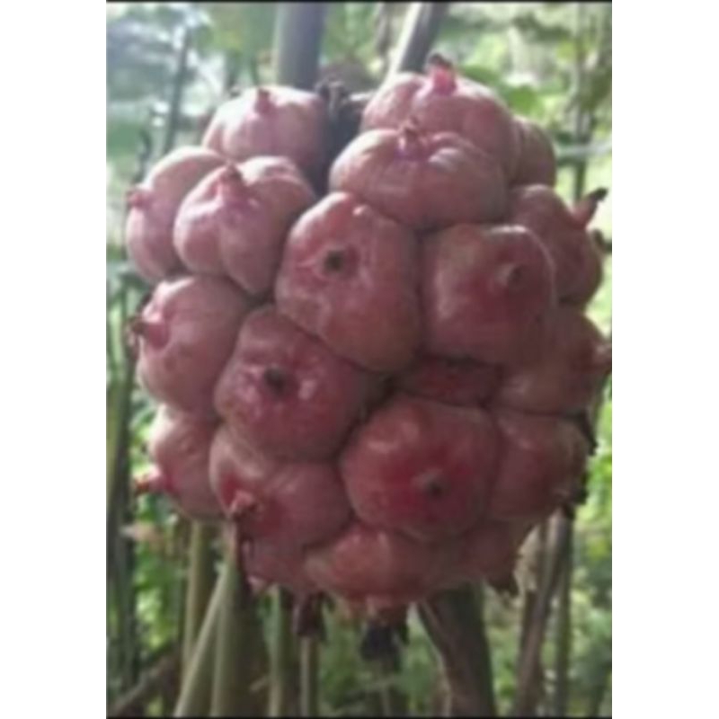 

buah kecombrang/ buah honje/ segar 1 kg mantap