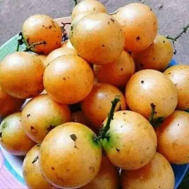 

Buah Menteng Langsat 500 gram buah langka buah musiman