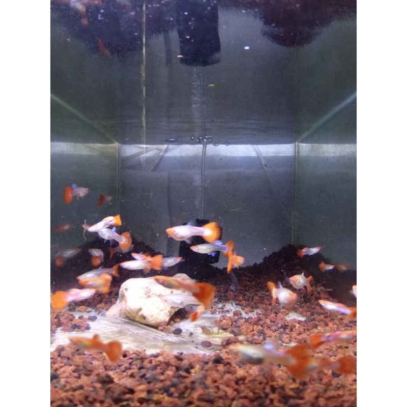 Hiasan aquarium guppy ss koi