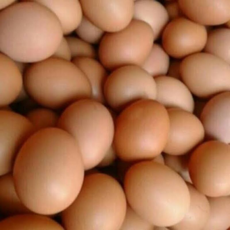 

Telur ayam [500gram] [250gram]