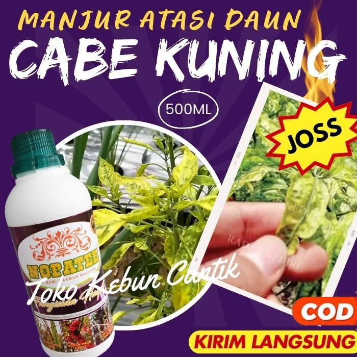 Cara Cepat Mengatasi Daun Kuning pada Cabai - Obat Virus Kuning Gemini Terbaik untuk Petani, Herbal 