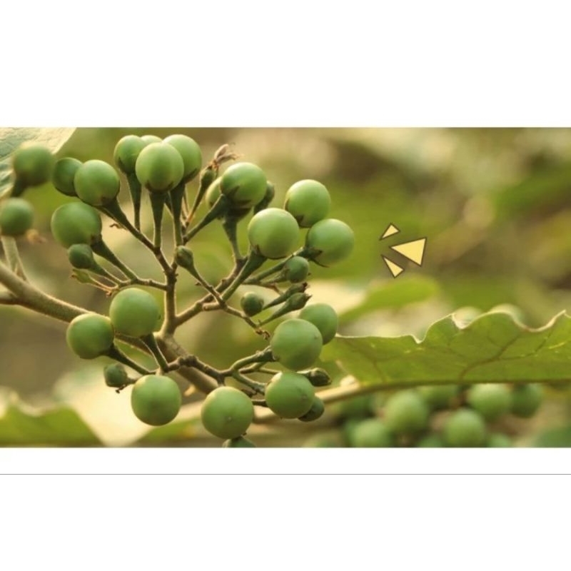 

Buah Takokak/Terung Pipit Segar 200Gram Bersih