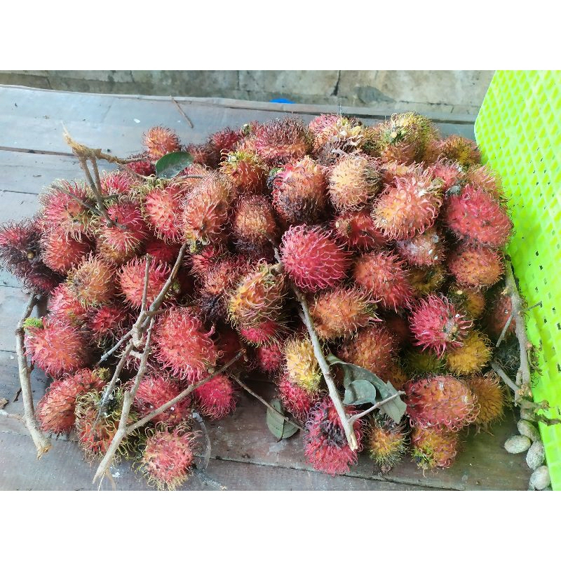 

Rambutan Bulus 1 Kresek (isi 30-40).