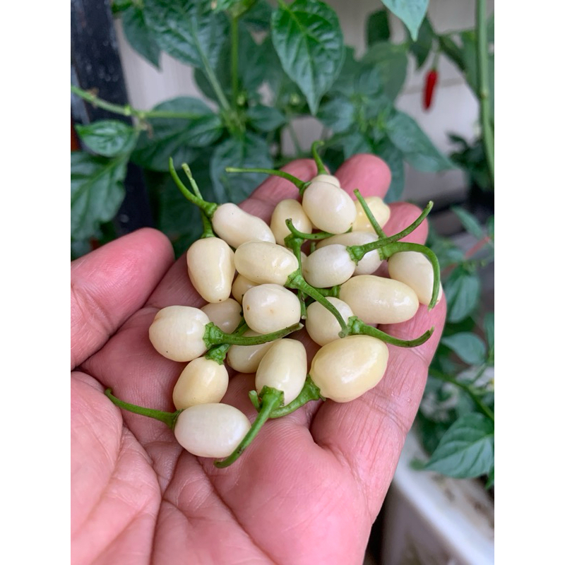 Benih Peruvian white habanero