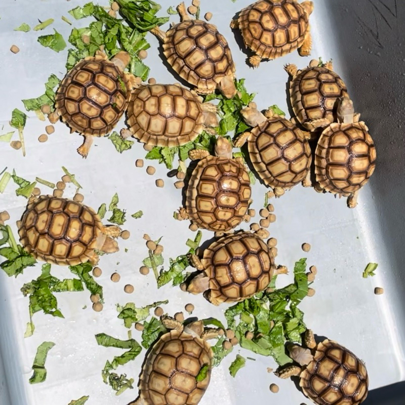 Pelet Sulcata Grade A