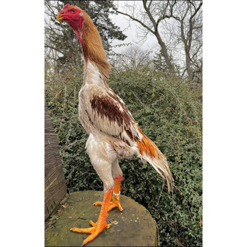 

2 telur ayam fertill shamo eropa asli bisa di tetaskan