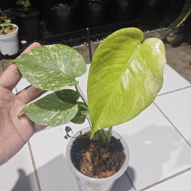 Monstera Deliciosa Varigata Mint White Monster