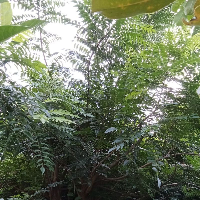 

satu kg daun segar kari daun rempah