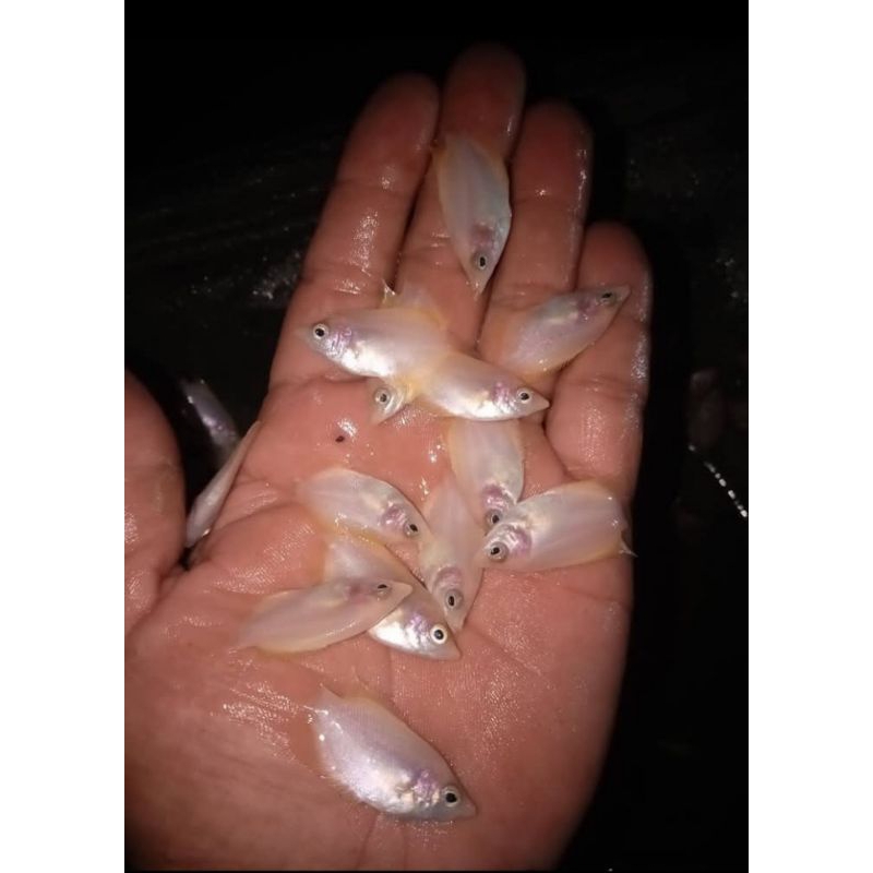 ready stok bibit ikan gurame padang ukuran nguaci paket isi 1000 ekor