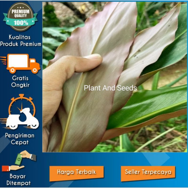 

DAUN KECOMBRANG HIJAU/MERAH 1kg