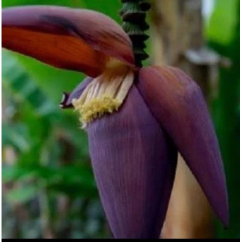 

Jual jantung pisang fresh jantung sayur/opor jantung