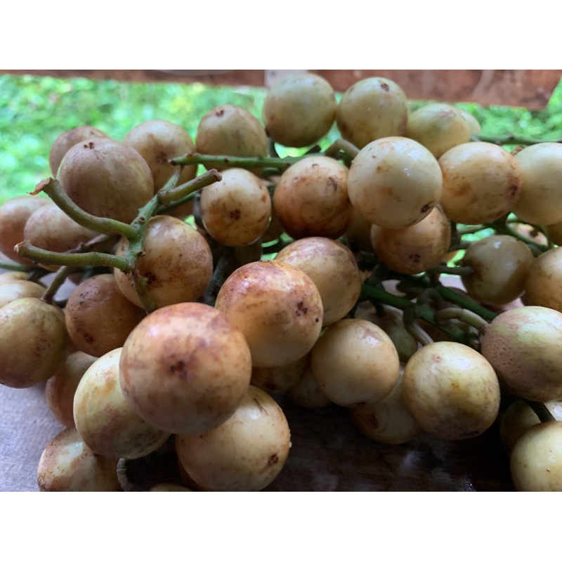 

Buah Pundung / Buah Menteng Putih Fresh Petik Kebun Sendiri