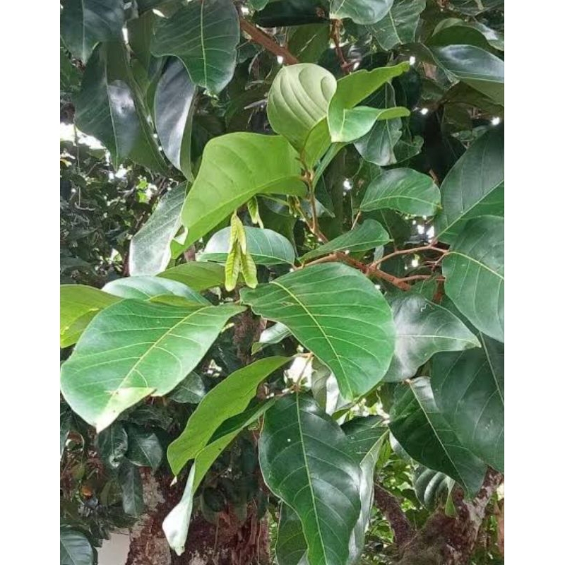 

Daun rambutan asli organik berat 100g untuk obat herbal