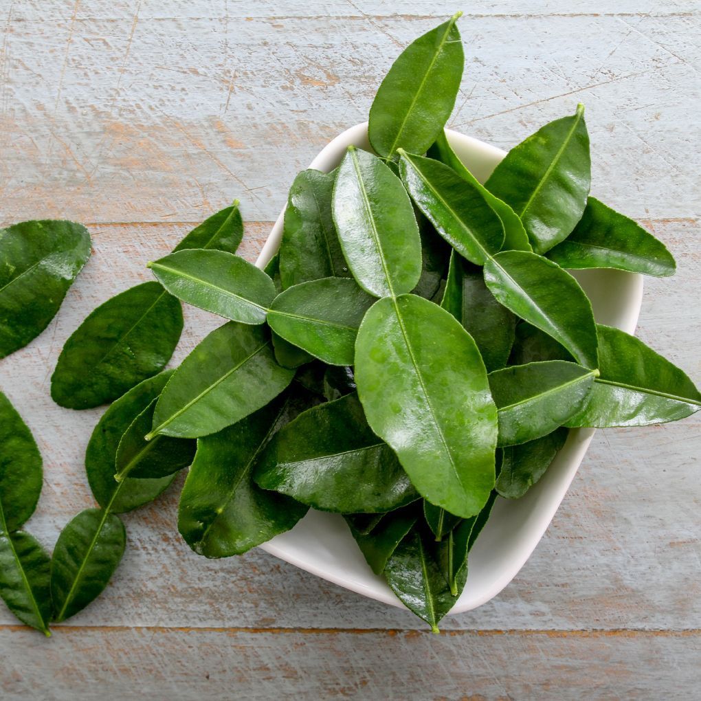 

Daun Jeruk Segar di Petik dari Kebun Langsung Daun Jeruk Tanpa Pestisida