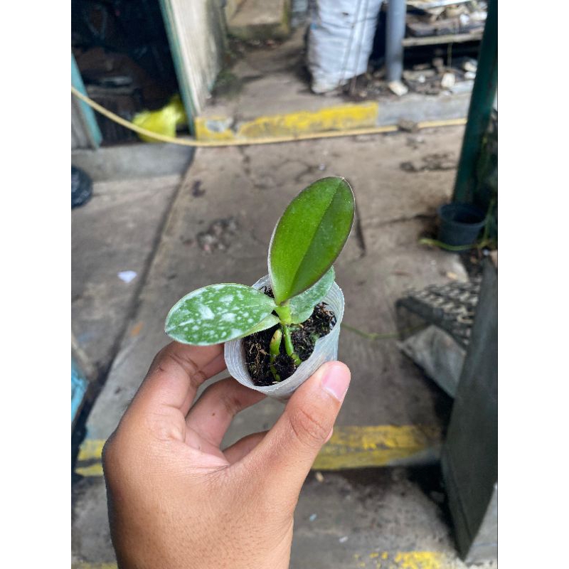 seedling Anggrek Bulan