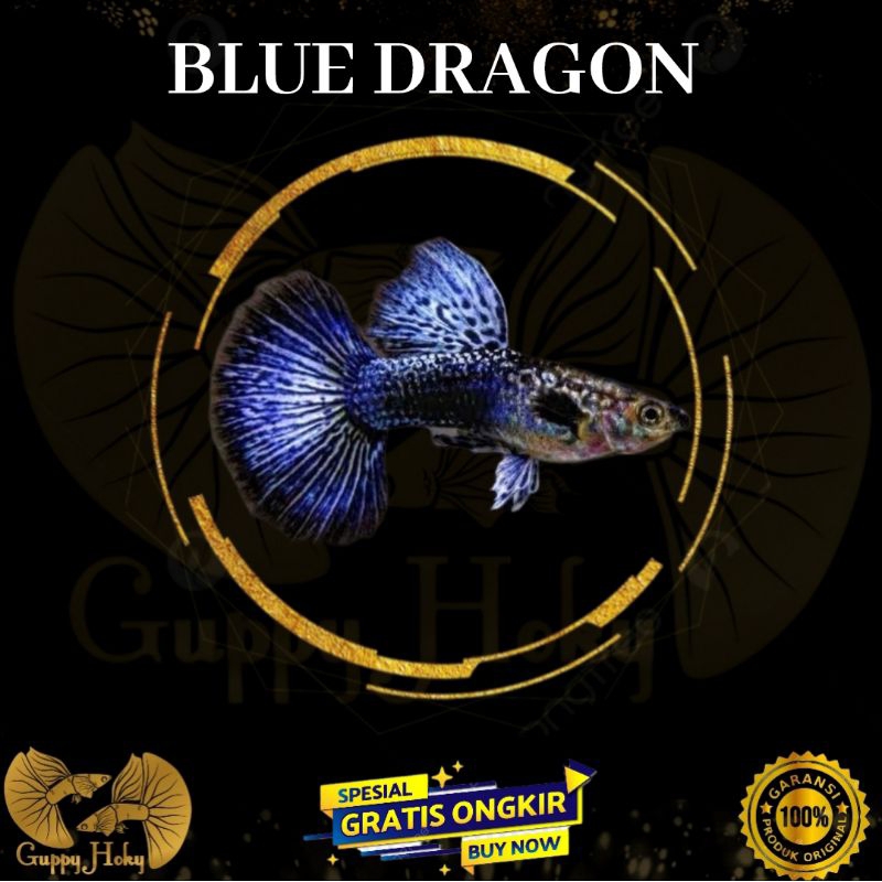 Stiker Guppy Blue dragon HM big ear / Hiasan aquascape gupp¥