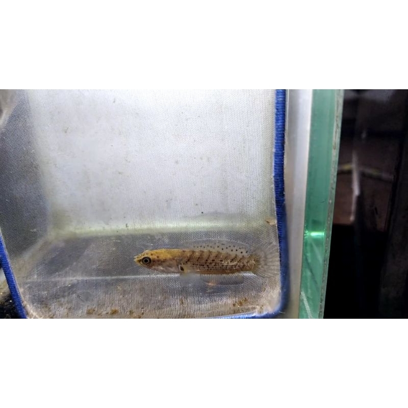 Sterwati SSB/SB 4-5cm