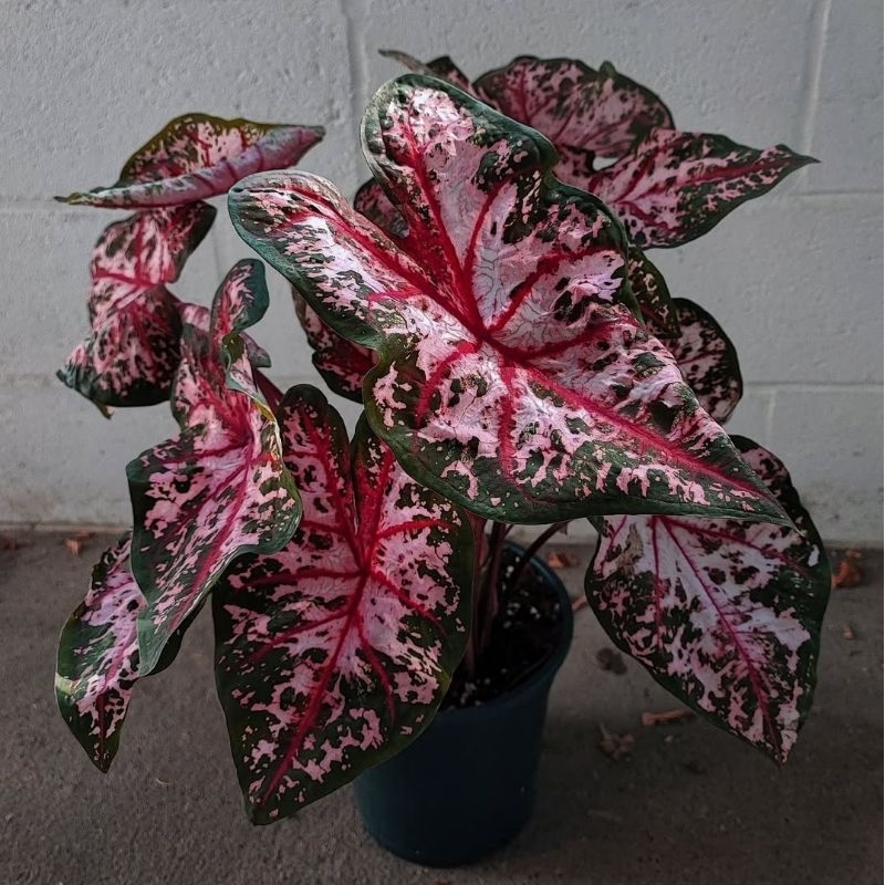 Tanaman Hias Caladium Pink Cloud - keladi cantik pink cloud