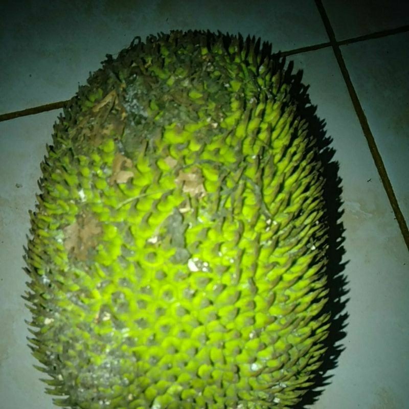 

Buah Keluwih Kluwih Kluweh untuk Selamatan Bayi lahir