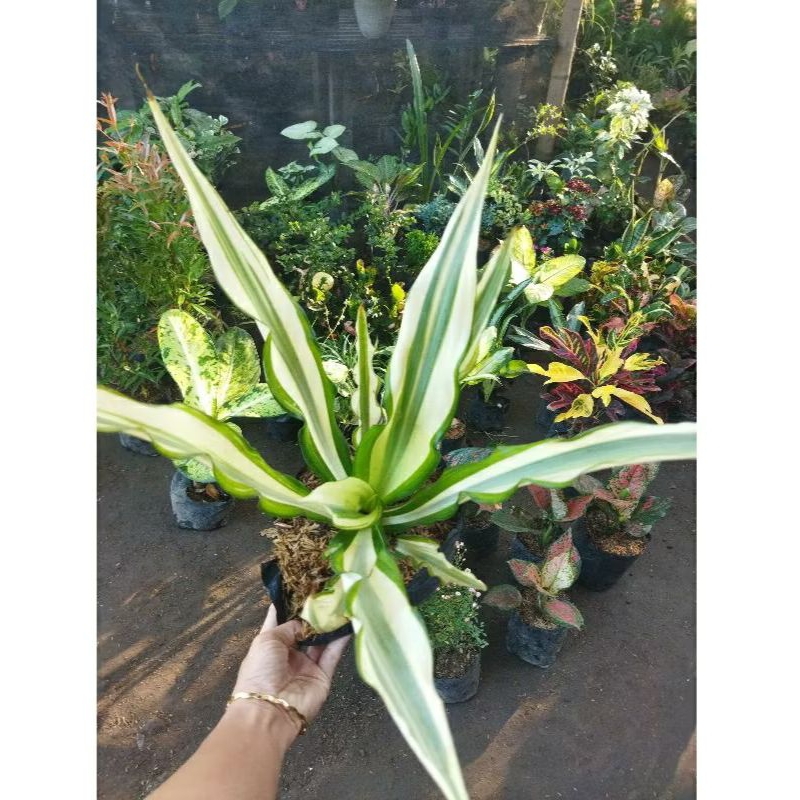 Tanaman Hias Agave Jumbo siap pajang(new)-BEST