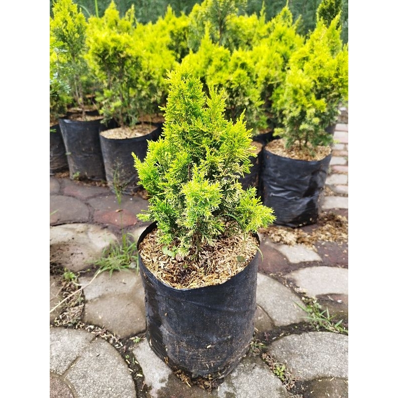 Tanaman Cemara Piking - Peking - Tanaman Hias - Pohon Cemara - Cemara Golden - Cemara Golden Peking