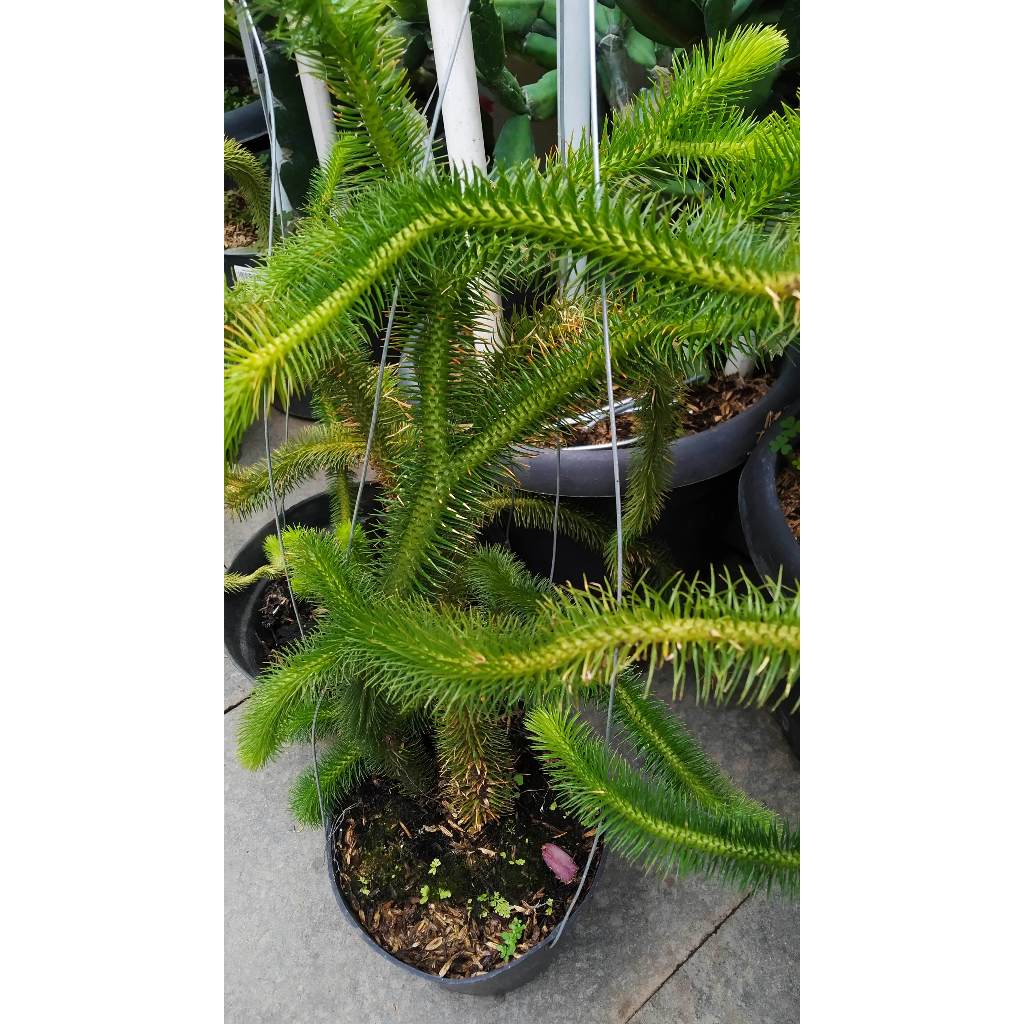 Tanaman Ekor Monyet Tanaman Hias