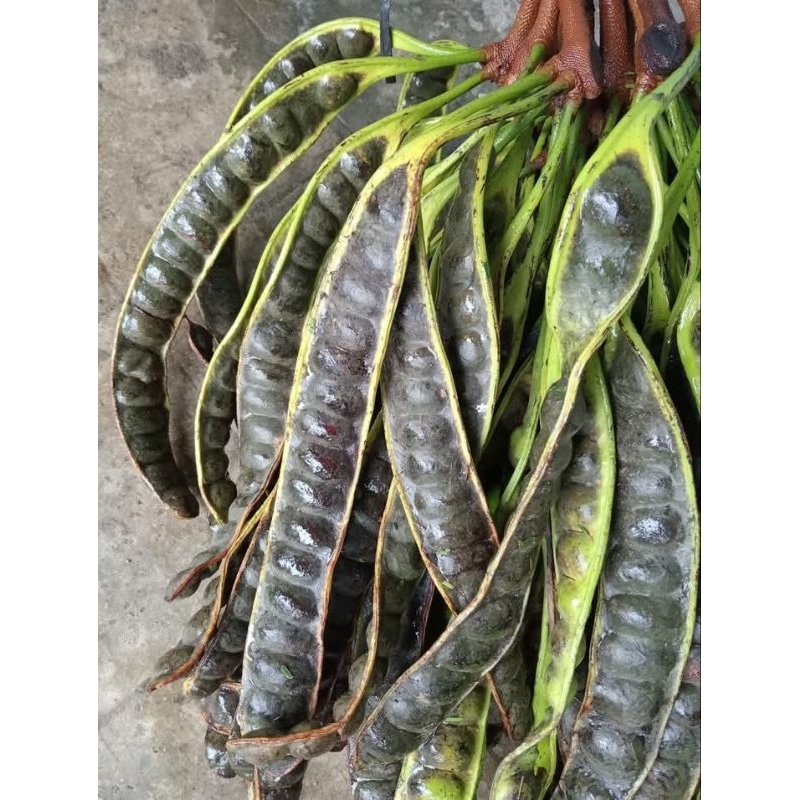 

PETE MATENG POHON PETE MATENG MANIS 10 LONJOR 10 PAPAN PETE PETAI