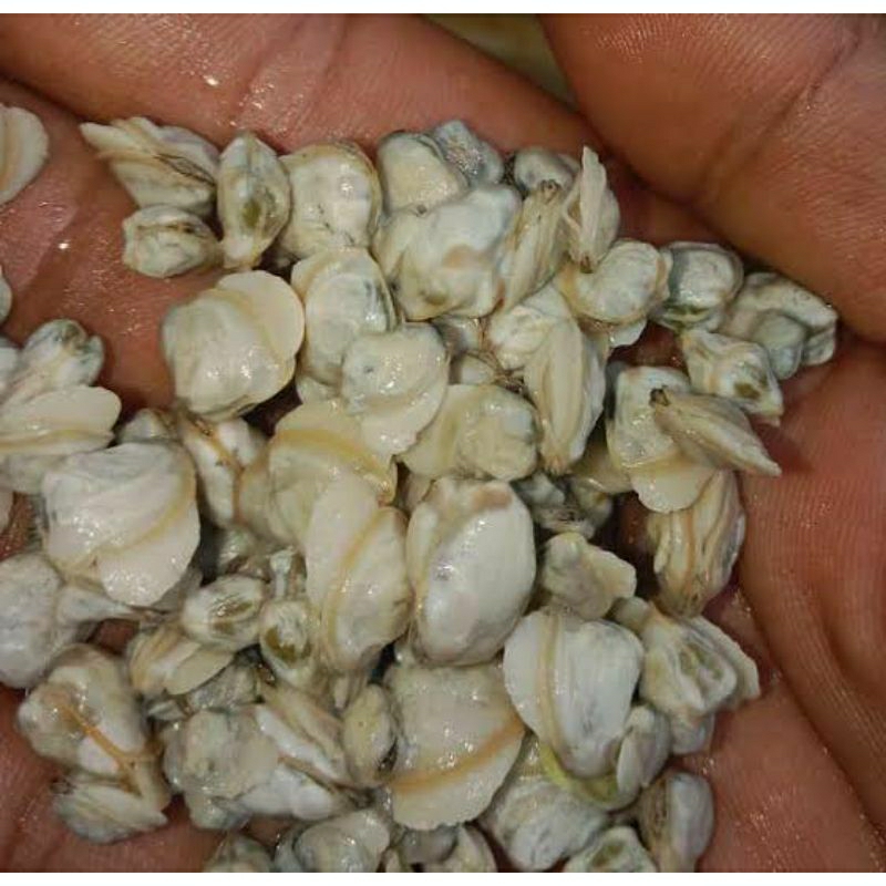 

remis/haremis kupas/daging kerang remis 100 gr