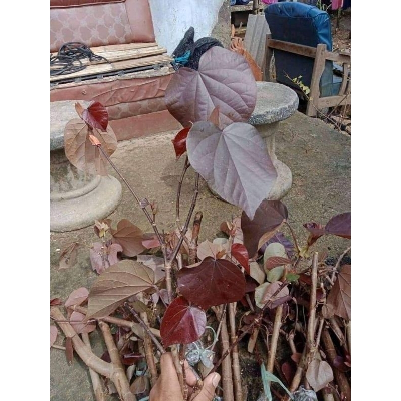 waru merah cangkok bibit bonsai