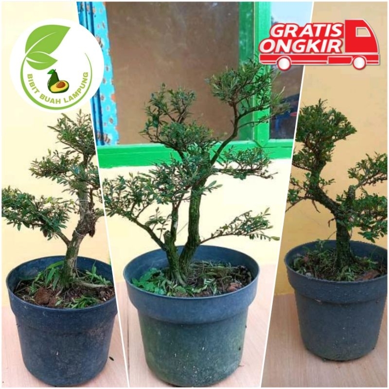 Bonsai Cendrawasih Jadi