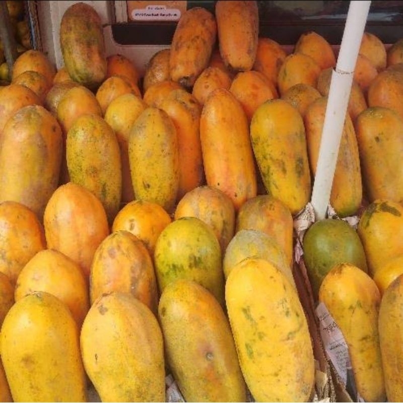 

Pepaya California 1 biji uk menyesuaikan stok