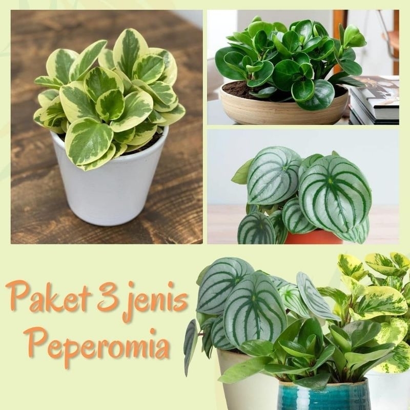 PAKET TERMURAH 3 Tanaman Peperomia / Tanaman Watermelon / Tanaman Jade Plant Varigata / Tanaman Tepl