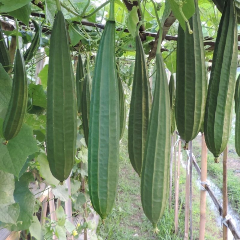 BENIH GAMBAS /OYONG LOKAL 100biji