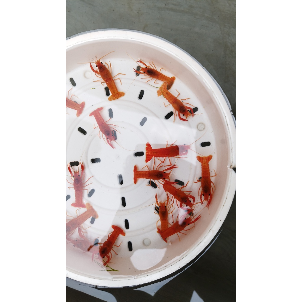 

PAKET 5 EKOR LOBSTER MERAH SIZE 5-6 CM