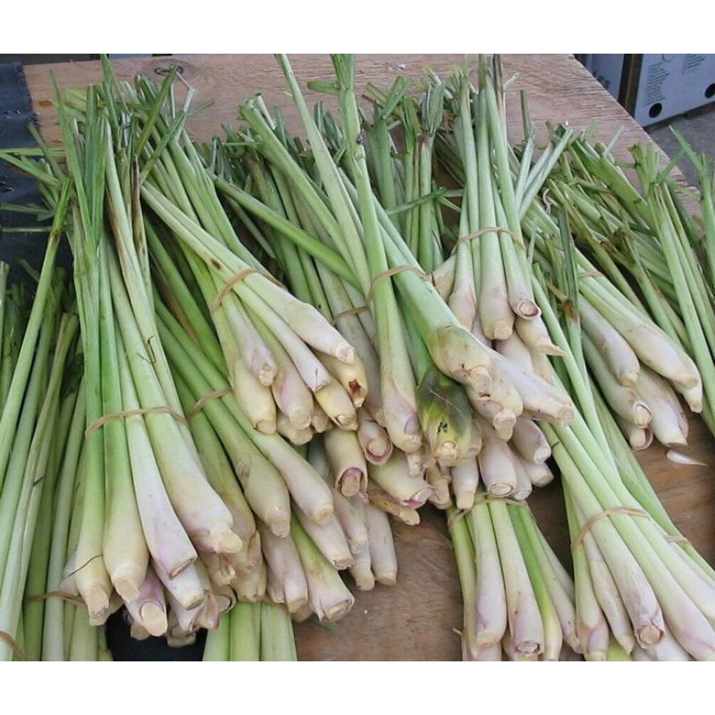 

Serai Segar 500gram