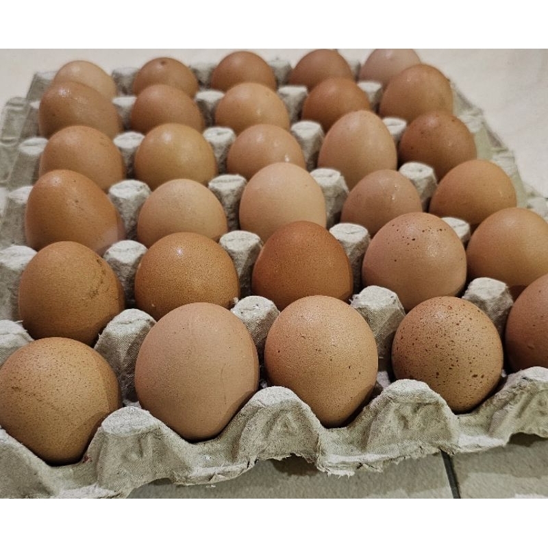 

Telur Ayam Negeri fresh isi 10